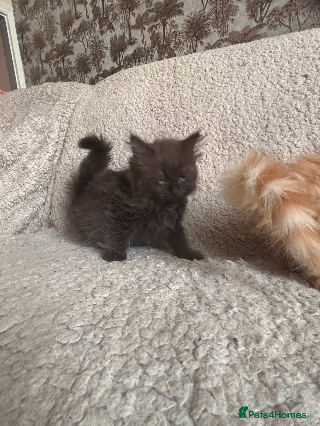 Ragdoll cats for sale: Gorgeous Kittens Available  - Image 14