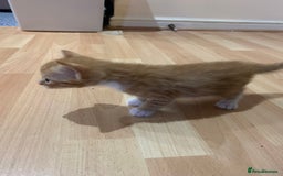Mixed Breed cats for sale: Adorable kittens looking for a new family - Image 4