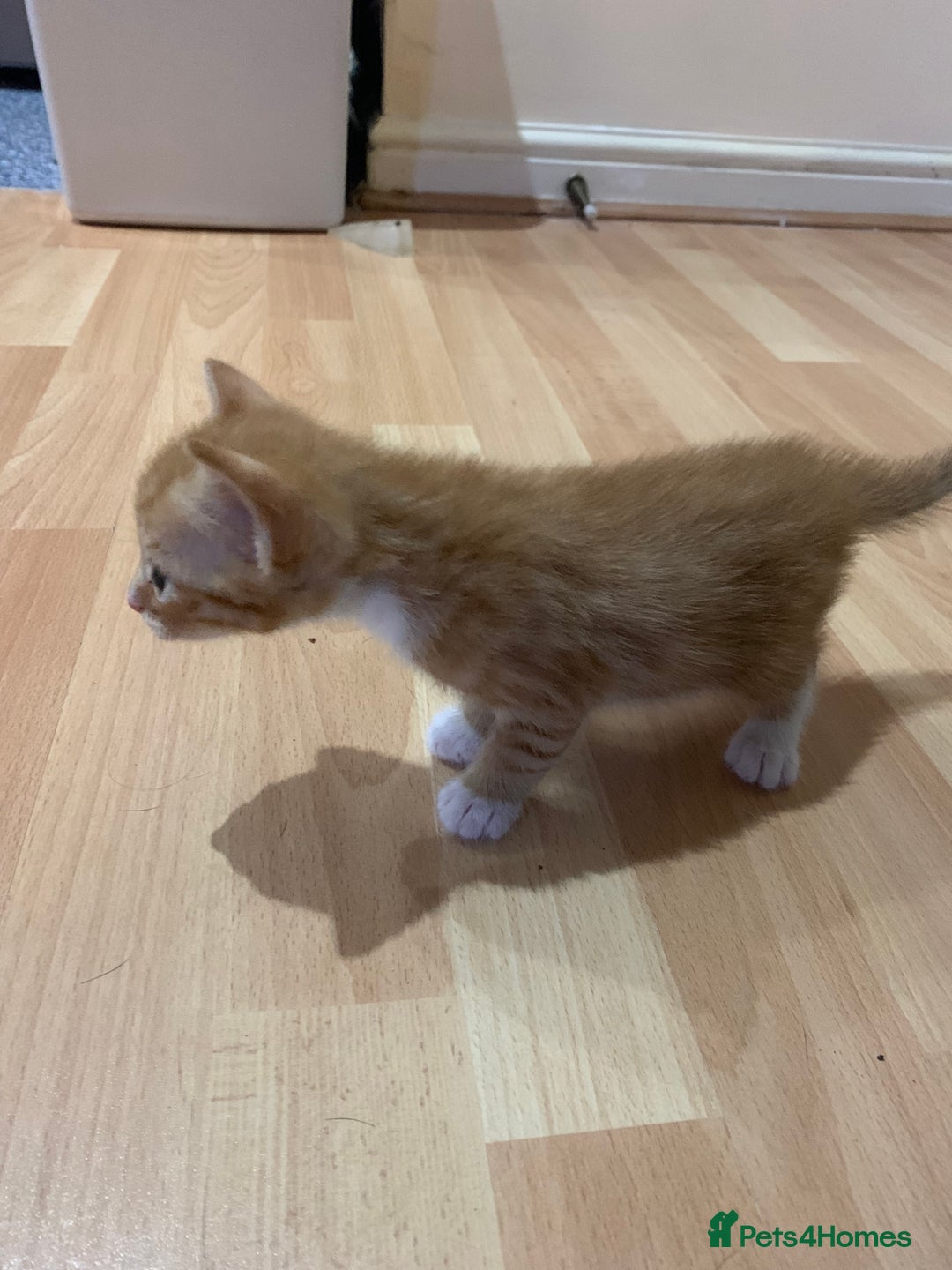 Mixed Breed cats for sale: Adorable kittens looking for a new family - Image 4