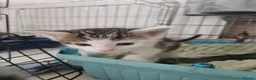 Mixed Breed cats for sale: Tabby and white kittens - Advert 5