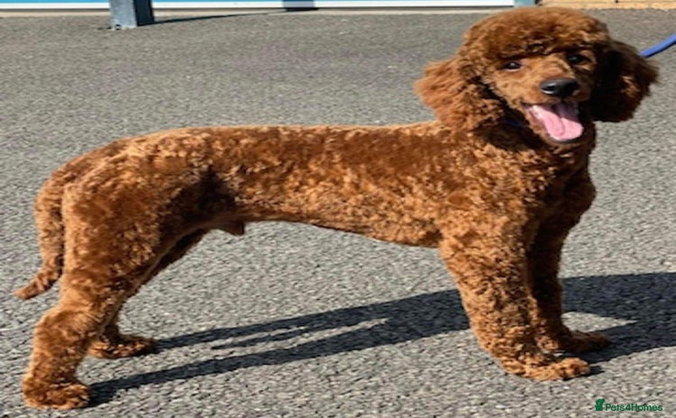 Miniature Poodle dogs in Doncaster - Advert 1