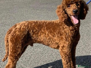 Miniature Poodle dogs in Doncaster - Advert 1