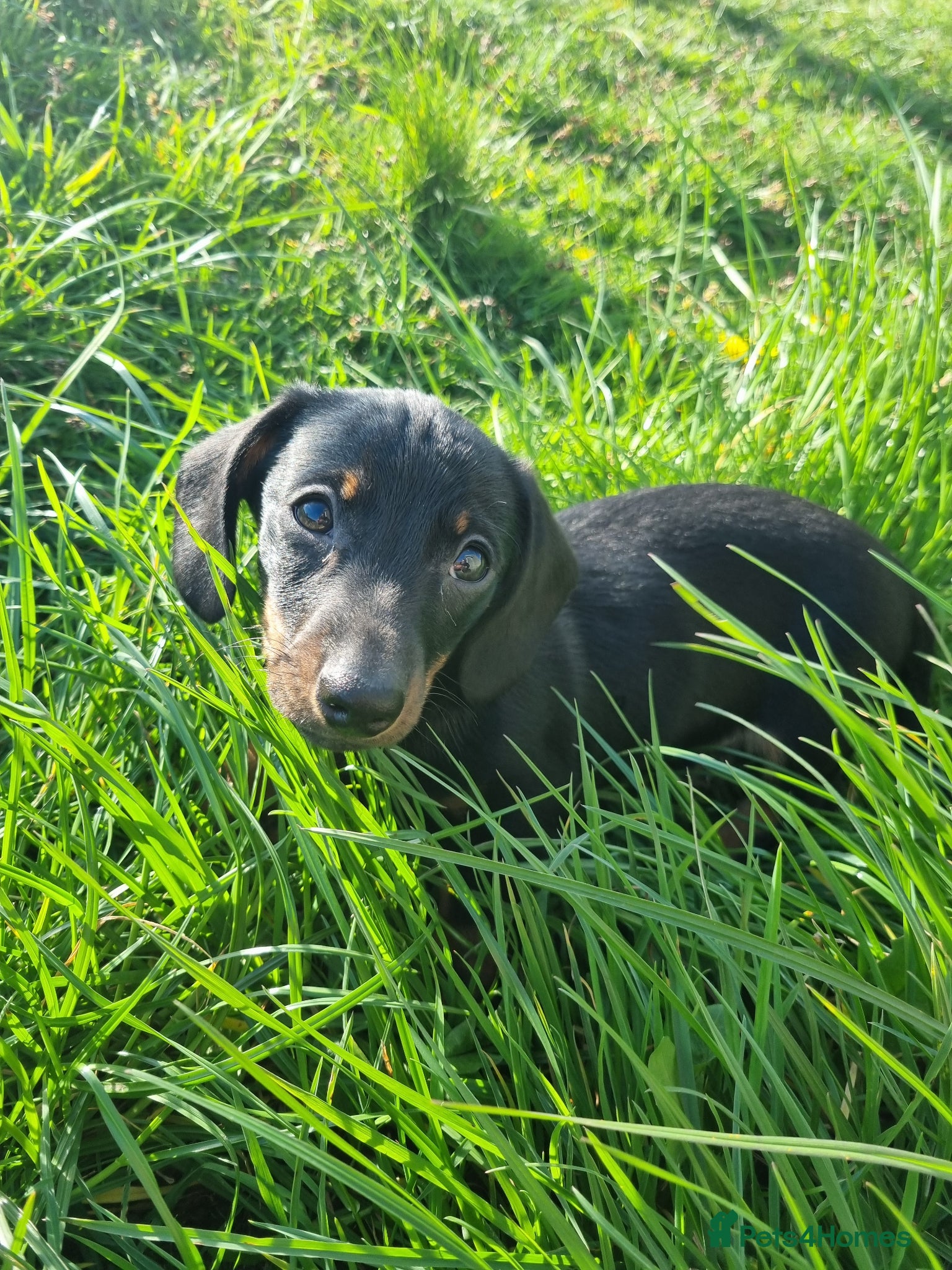 Miniature Dachshund dogs 1 gorgeous black and tan boy - Advert 9