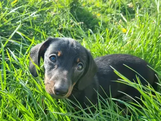 Miniature Dachshund dogs 1 gorgeous black and tan boy - Advert 9