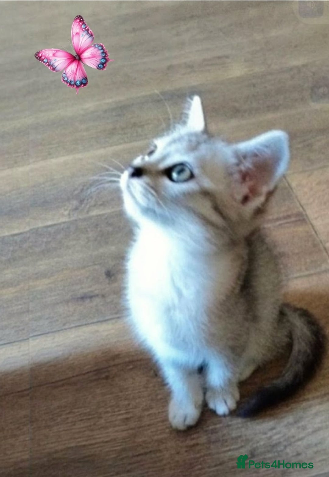 British Shorthair cats for sale: Now Ready to leave! Cute Little British Shorthair - Image 29