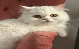 Persian cats for sale: Pure white long hair persian male kitten - Image 6