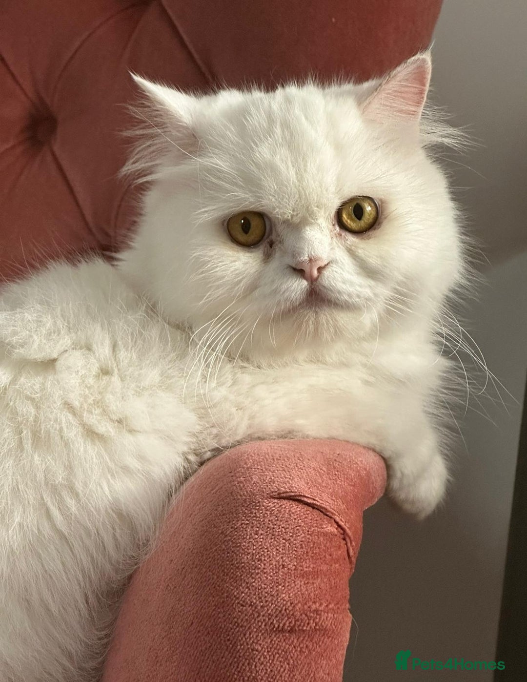 Persian cats for sale: Pure white long hair persian male kitten - Image 6