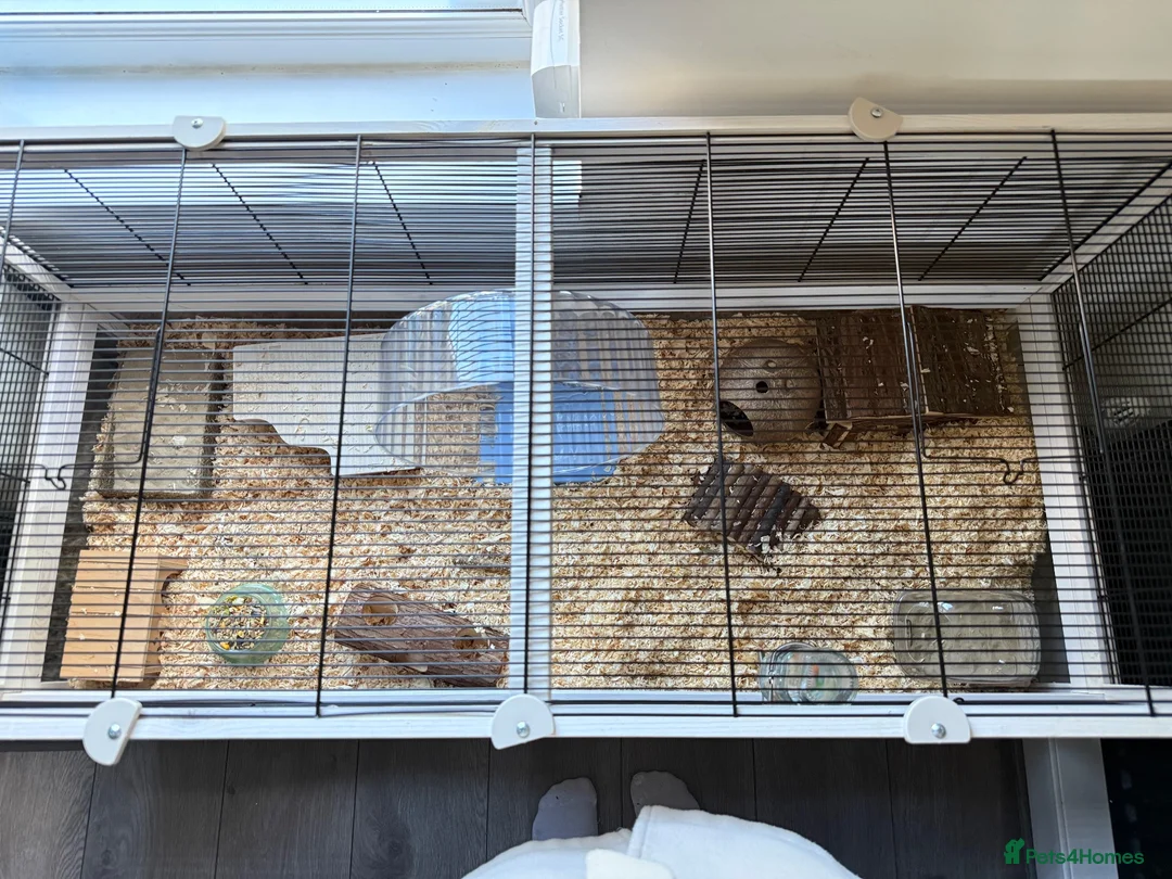 Hamster rodents for sale: Syrian hamster  - Advert 4