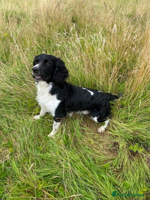 English Springer Spaniel dogs Stunning KC Stud, Proven, Health and DNA Tested. - Advert 9