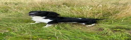 English Springer Spaniel dogs for stud: Stunning KC Stud, Proven, Health and DNA Tested. in Wigan - Advert 7