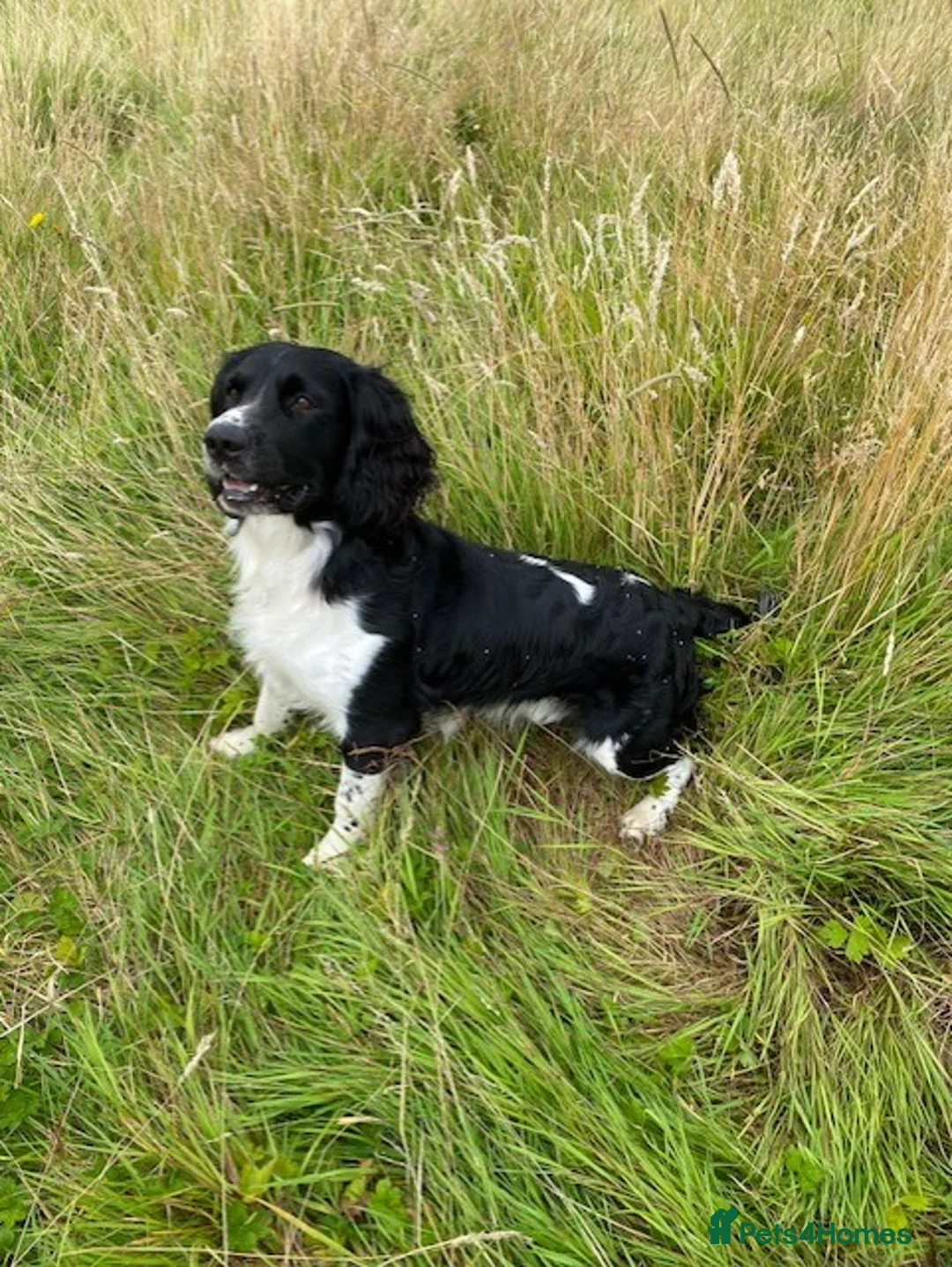 English Springer Spaniel dogs for stud: Stunning KC Stud, Proven, Health and DNA Tested. in Wigan - Advert 7