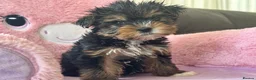 Yorkshire Terrier dogs for sale: Toy Yorkshire terrier puppies  - Advert 11