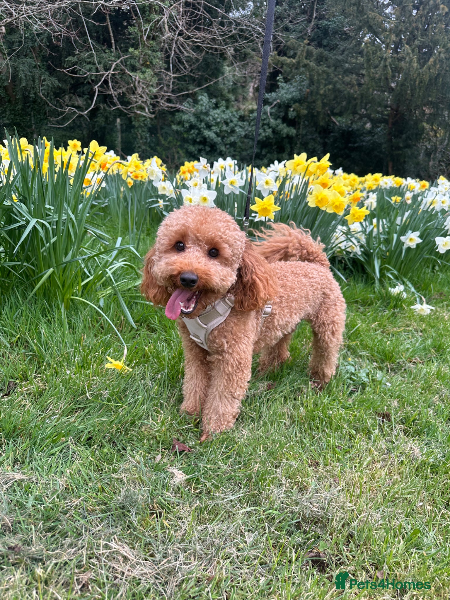 Toy Poodle dogs Coco  - Advert 18