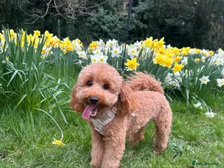 Toy Poodle dogs Coco - Advert 18