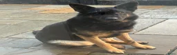 German Shepherd dogs for sale: Puppies  in Romford - Advert 3