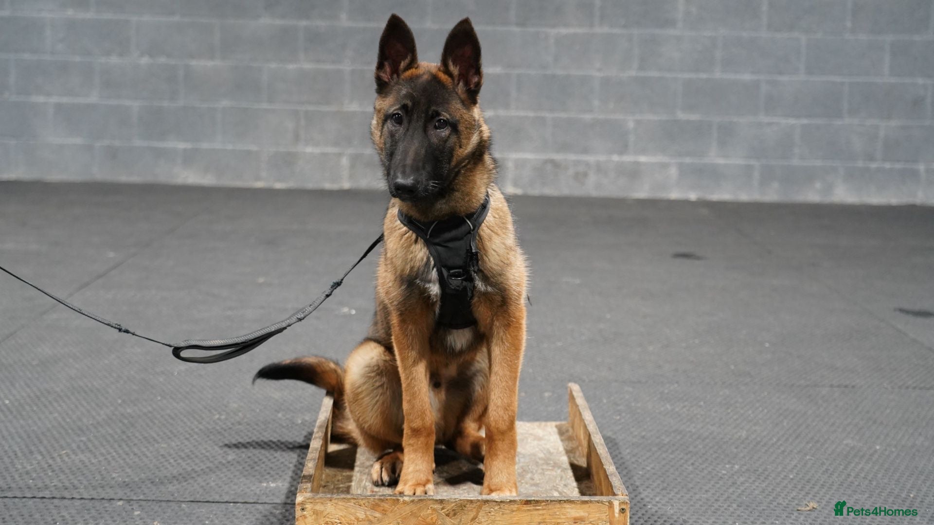 Belgian Shepherd Dog dogs  7-Month Malinois – Trained Security Prospect - Advert 7