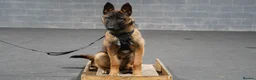 Belgian Shepherd Dog dogs for sale:  7-Month Malinois – Trained Security Prospect - Advert 1