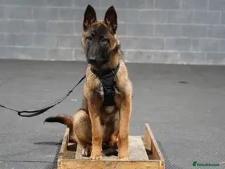 Belgian Shepherd Dog dogs 7-Month Malinois – Trained Security Prospect - Advert 13