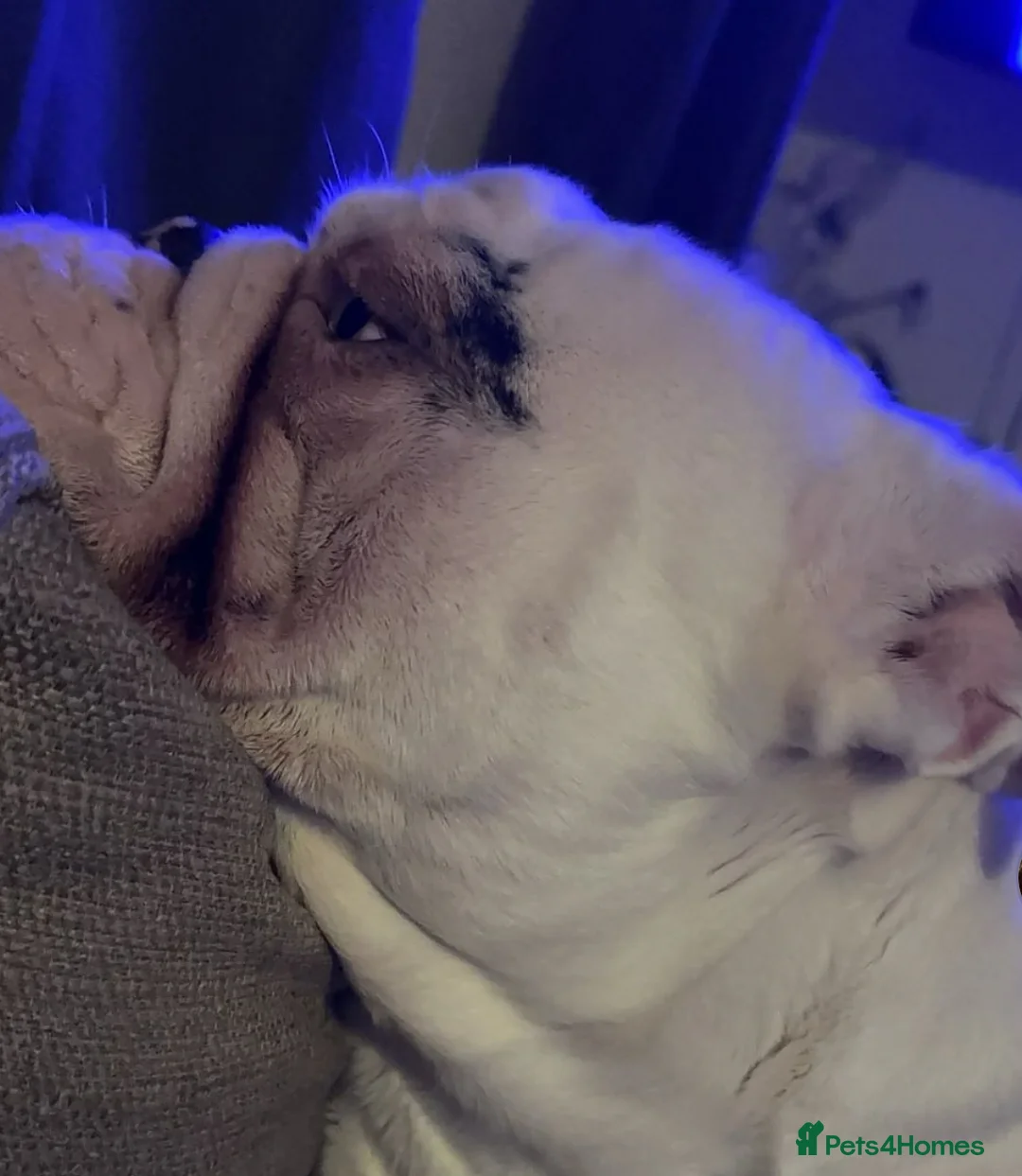 English Bulldog dogs for sale: Reggie looking for 5 star home  - Advert 34