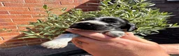 Cocker Spaniel dogs for sale: Show cocker spaniels  - Advert 28