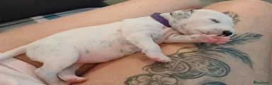 Dalmatian 8