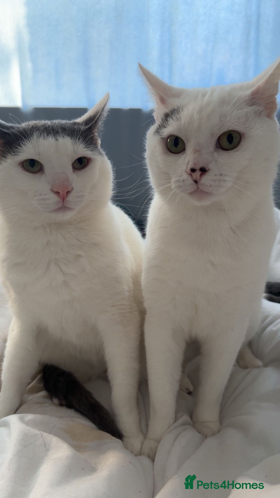 Mixed Breed cats Snowy and Alfie 17 Months old - Advert 3