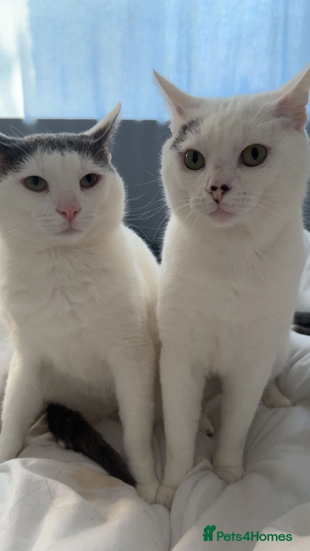 Mixed Breed cats for sale: Snowy and Alfie 17 Months old in Stirling - Advert 1