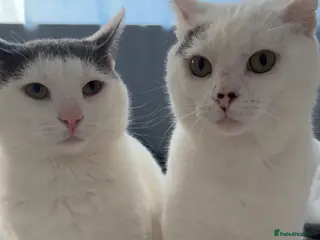 Mixed Breed cats Snowy and Alfie 17 Months old - Advert 3