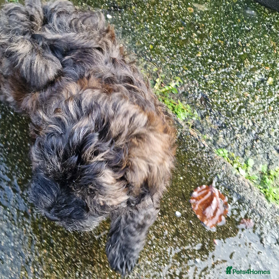 Havanese dogs for sale: Adorable Havanese  - Advert 5