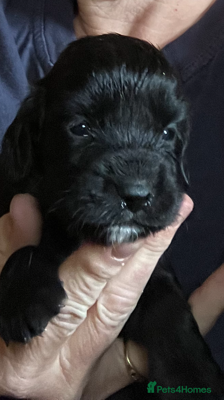 Cocker Spaniel dogs Cocker Spaniel puppies - Advert 2