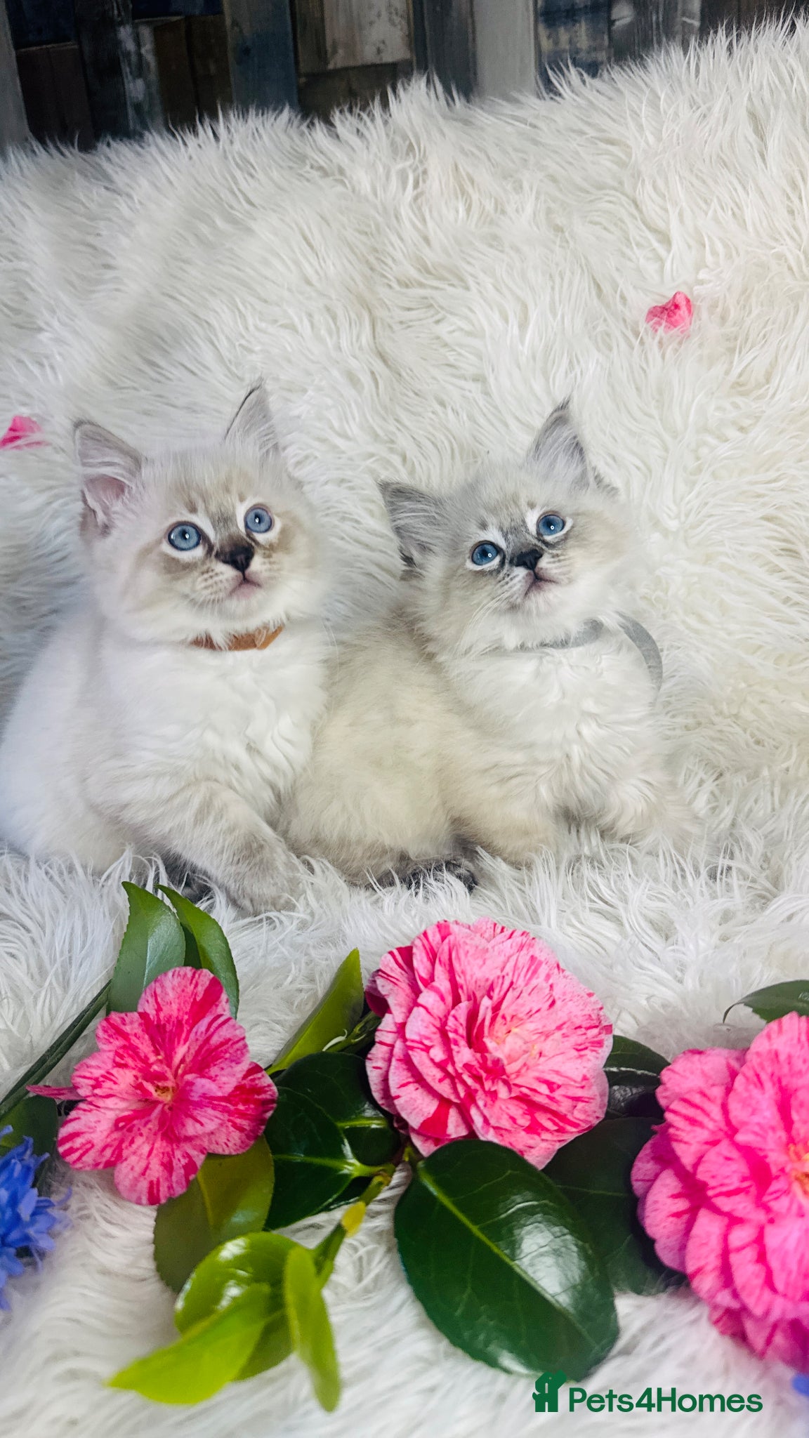 Ragdoll cats Pure Ragdoll Seal/blue point Lynx kittens - Advert 6