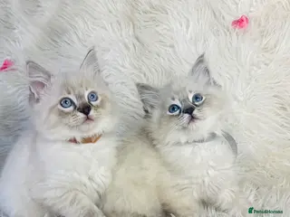 Ragdoll cats Pure Ragdoll Seal/blue point Lynx kittens - Advert 6