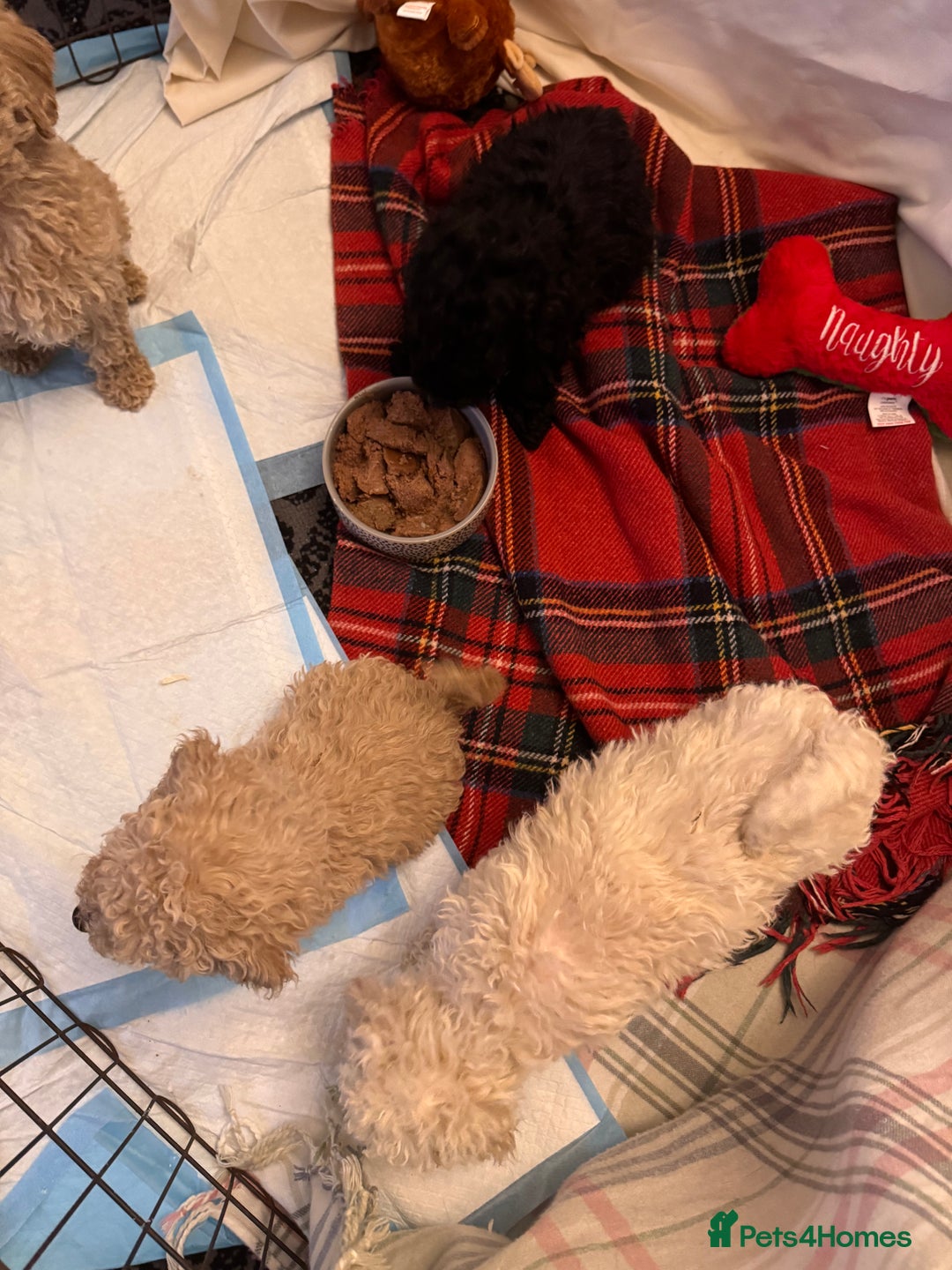 Cavapoo dogs for sale: TOY CAVAPOO PUPPIES  - Advert 6