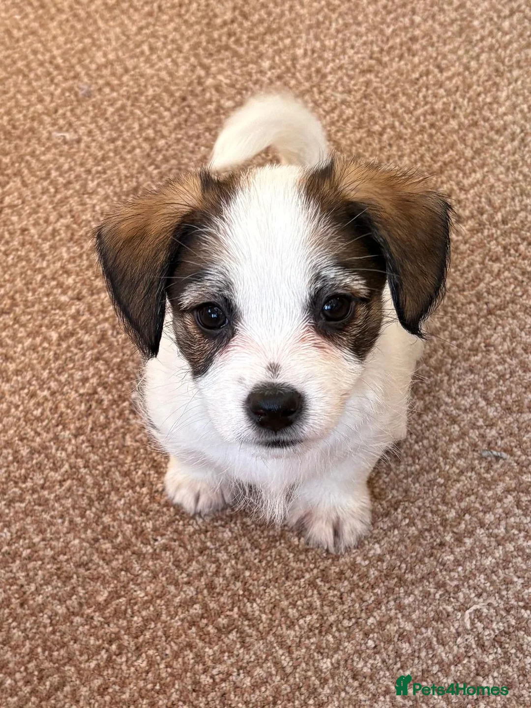 Jack Russell dogs for sale: Traditional short-legged Jack Russell puppy’s!  - Advert 1