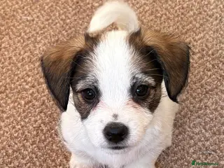 Jack Russell dogs Traditional short-legged Jack Russell puppy’s! - Advert 10