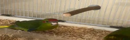 Parakeets birds for sale: Kakariki Parrots in Blyth - Advert 4