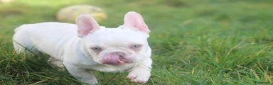 French Bulldog Puppy 1