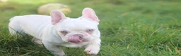 French Bulldog dogs for sale: Frenchies - 2 girls & 1 boy available  - Advert 6