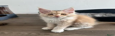 Maine Coon Kitten 2