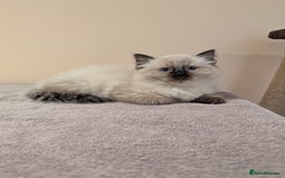 Ragdoll cats for sale: Seal Point Ragdoll Kittens - Image 1