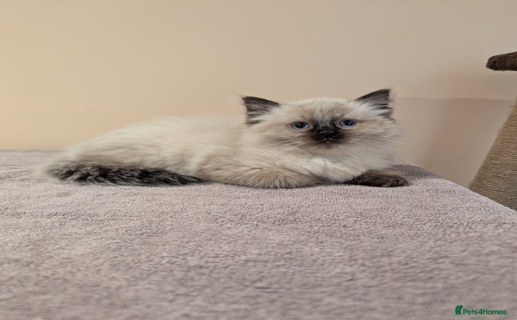 Ragdoll cats - Advert 1