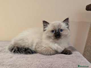 Ragdoll cats - Advert 2