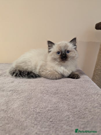 Ragdoll cats - Advert 12