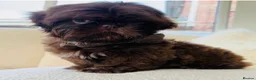 Shih Tzu dogs for stud: Chocolate Shih Tzu for Stud - Advert 8