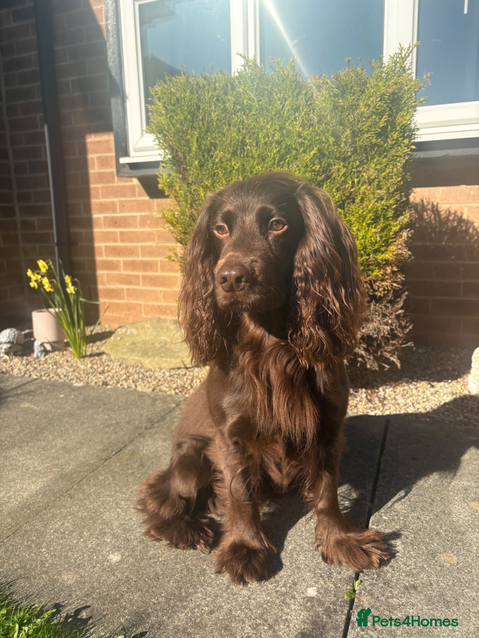 Cocker Spaniel dogs 5 year old cocker spaniel for stud - Advert 1