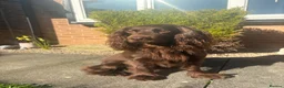 Cocker Spaniel dogs for stud: 5 year old cocker spaniel for stud in Gateshead - Advert 1
