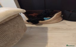 Miniature Schnauzer dogs for sale: Milo & Trent - Image 19