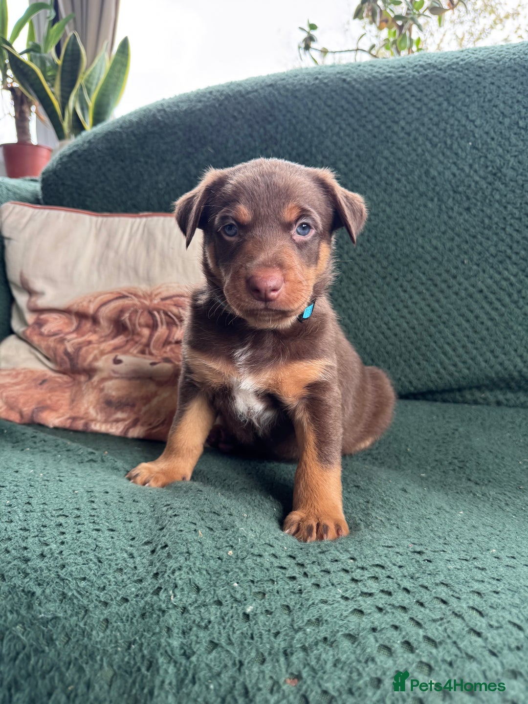 Australian Kelpie dogs for sale: Australian Kelpie Puppies WKC Registered - Image 20