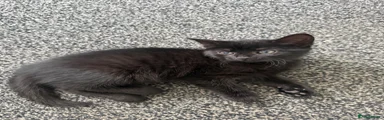 Mixed Breed 4