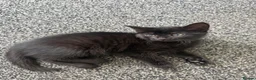 Mixed Breed cats for sale: Kittens for sale in Trimdon Station - Advert 5